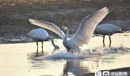 朝阳吃瓜群众一枚 抖音网红大鹅,朝阳吃瓜群众的潮流新宠